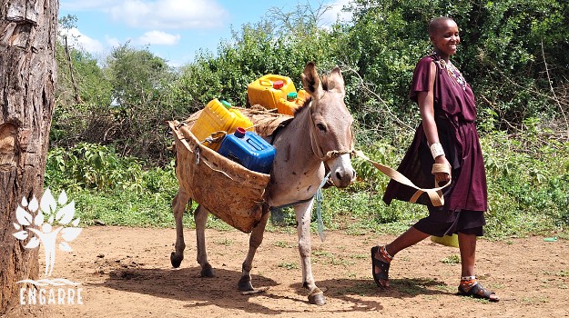 masaii woman going for water with donkey