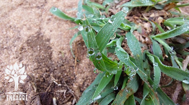 morning dew in african bush