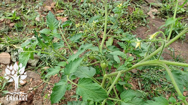 paradajka v Tanzánii