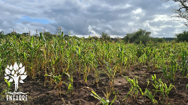 kukuričné pole v tanzánii