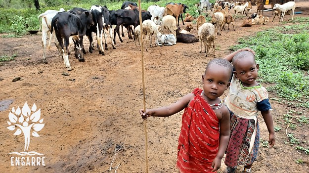 malé masajské deti pasú zvieratá