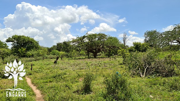 Green trees in rain season in Tanzania