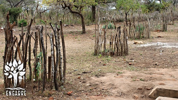 malé stromčeky s ochranným plotom v Tanzánii