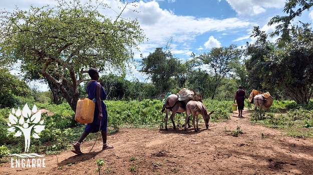 masajské ženy idú na vodu so somármi