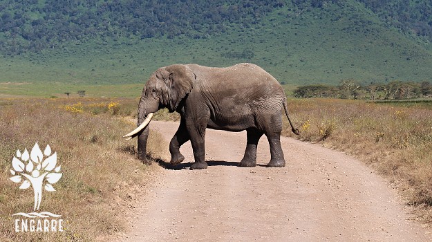 polomáčaný slon v tanzánii