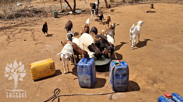Sheep drinking water in Masai village
